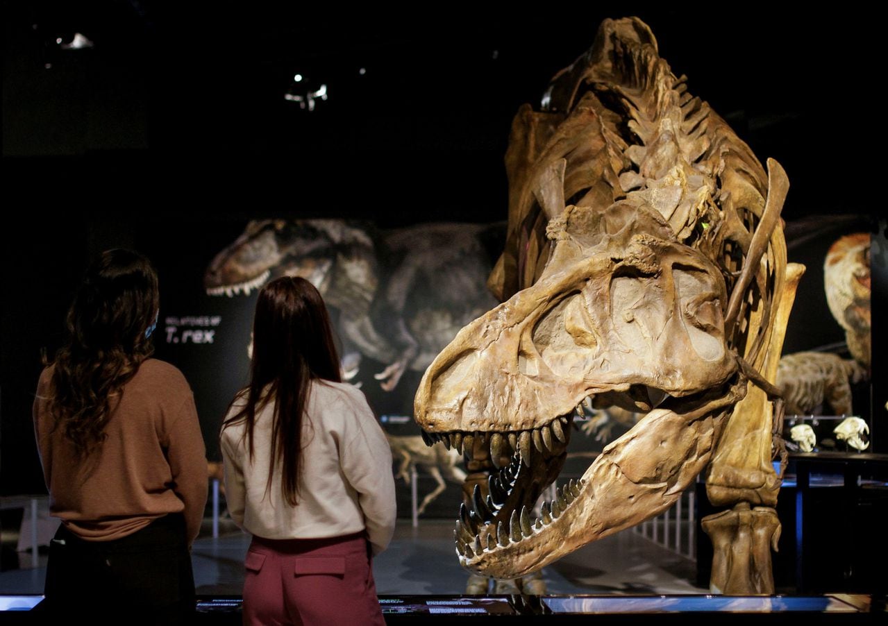 Una reproducción a gran escala de un esqueleto fósil de Tyrannosaurus rex T. rex se exhibe durante una vista previa para los medios de T. rex: The Ultimate Predator en Science World en Vancouver, Columbia Británica, Canadá, el 25 de febrero de 2022.
