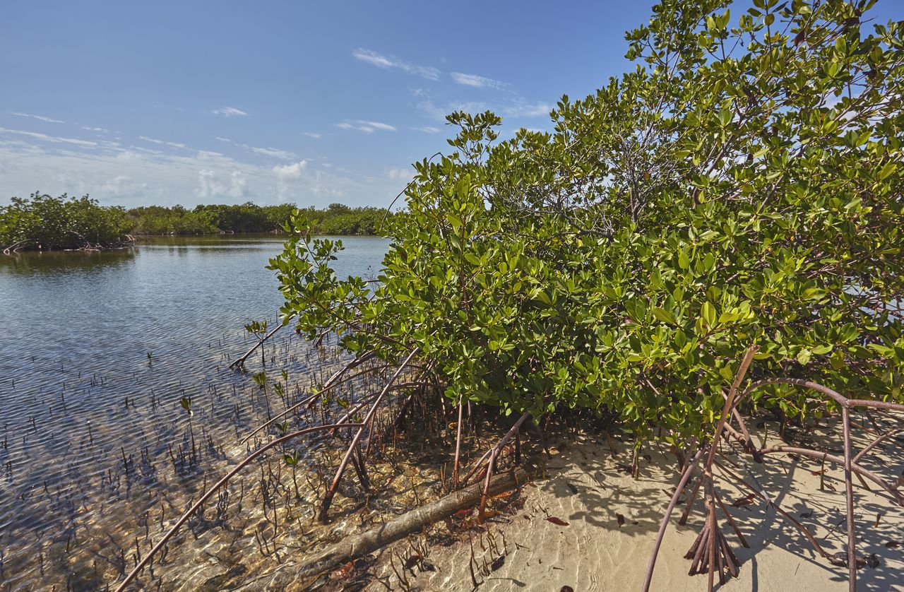 Los manglares de Damaquiel son uno de los principales atractivos turísticos de San Juan de Urabá.