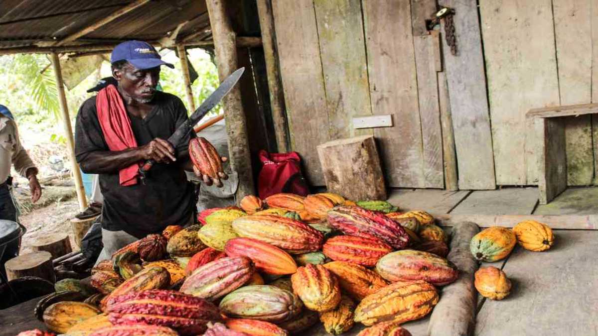El tamaño promedio de la propiedad en las zonas de sustitución es de 0,86 hectáreas. Muchos campesinos cambiaron la coca por el cacao. Foto: archivo/Semana. 
