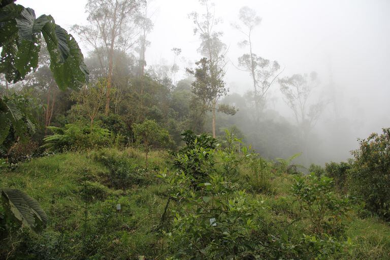 La tala ilegal es uno de los más grandes problemas en la cuenca del río Bogotá.