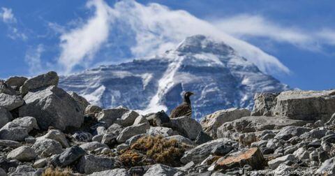 Los desechos podrían ser restos de expediciones al Everest, llevados por el viento casi hasta la cima. Foto: Jigme Dorje vía DW