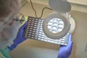 En esta foto proporcionada por Pfizer, un técnico de laboratorio inspecciona visualmente muestras de tabletas de Paxlovid en Freiburg, Alemania, en diciembre de 2021. (Pfizer via AP)