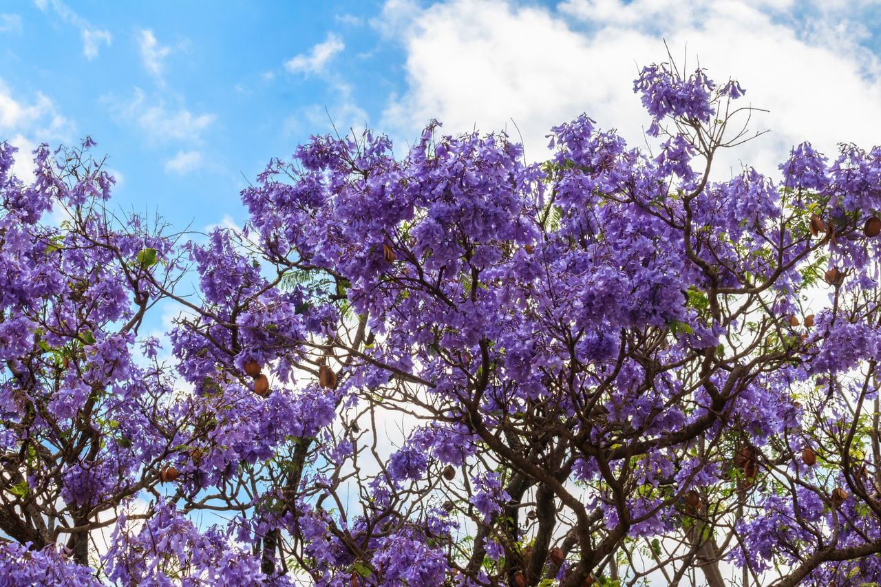 Beautiful violet vibrant jacaranda tree in bloom