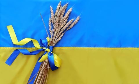 Un ramo de espiguillas doradas maduras de trigo atado con una cinta amarilla y azul en el fondo de la bandera de Ucrania. Símbolo de país.