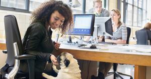 Según los estudios, ir al trabajo con tu mascota incrementa la productividad.