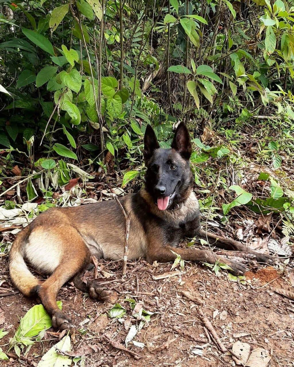 Cobra perra Antinarcóticos muerta en campo minado