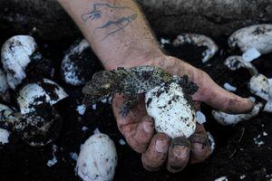 Un cocodrilo cubano recién nacido (Crocodylus rhombifer) emerge de un huevo a la mano de un biólogo en un criadero en el Ciénaga de Zapata, Ciénaga de Zapata, Cuba, 24 de agosto de 2022. 