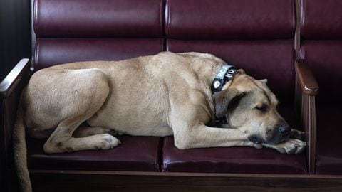 Los perros pueden tener espasmos mientras duermen y eso no representa ningún daño para su salud