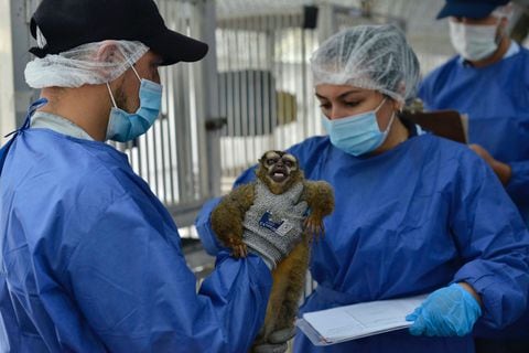 Algunos primates tienen amputaciones, fracturas antiguas y lesiones cutáneas.