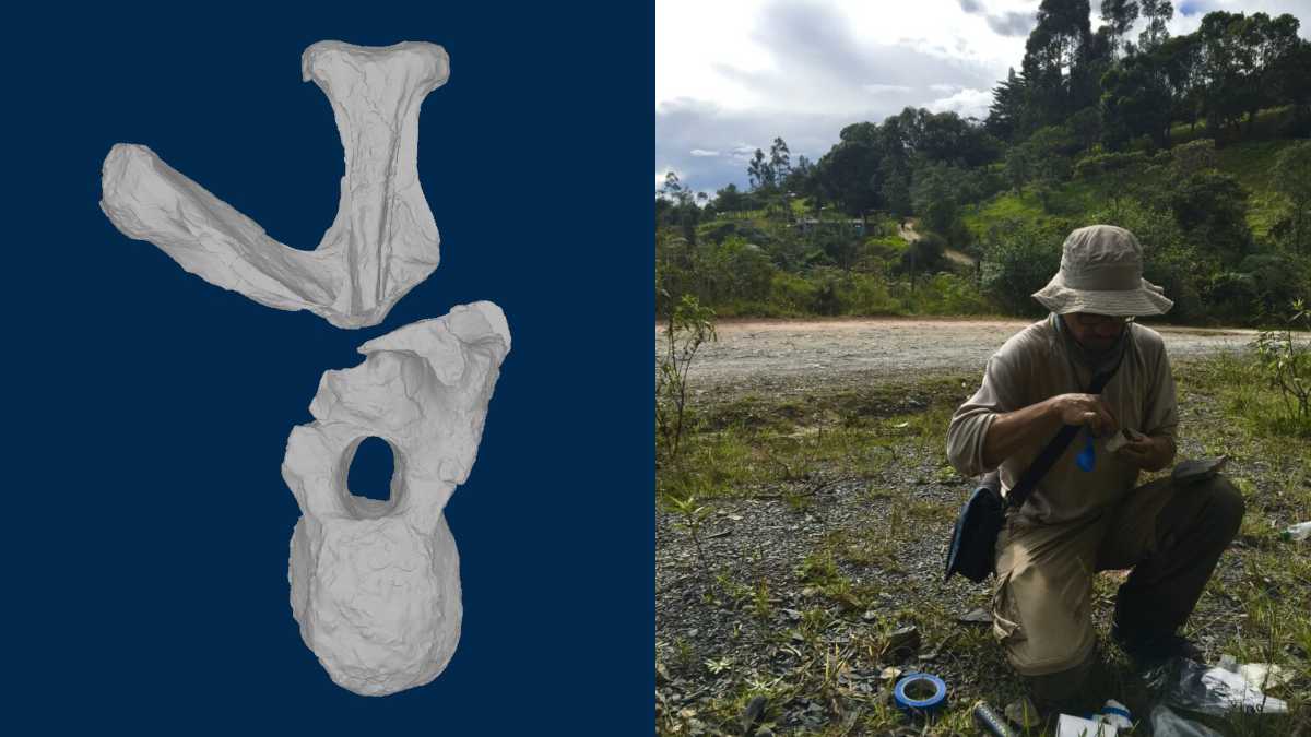 Hallan un nuevo dinosaurio en Colombia en zonas afectadas por el conflicto armado
