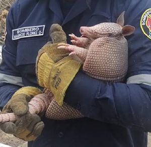 Dos armadillos fueron hallados en plena obra de construcción en Cali.