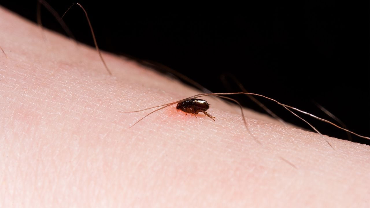 Las pulgas pueden ser un problema molesto y peligroso para la salud de las personas.