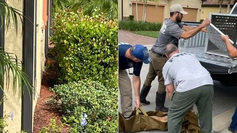 Confunden a gato con un puma en Florida: dormía en un jardín