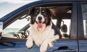 Eliminar rasguños de perro en el carro.