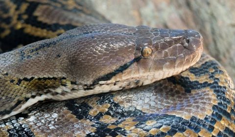La serpiente pitón en Queensland, Australia, tenía varios metros de longitud
