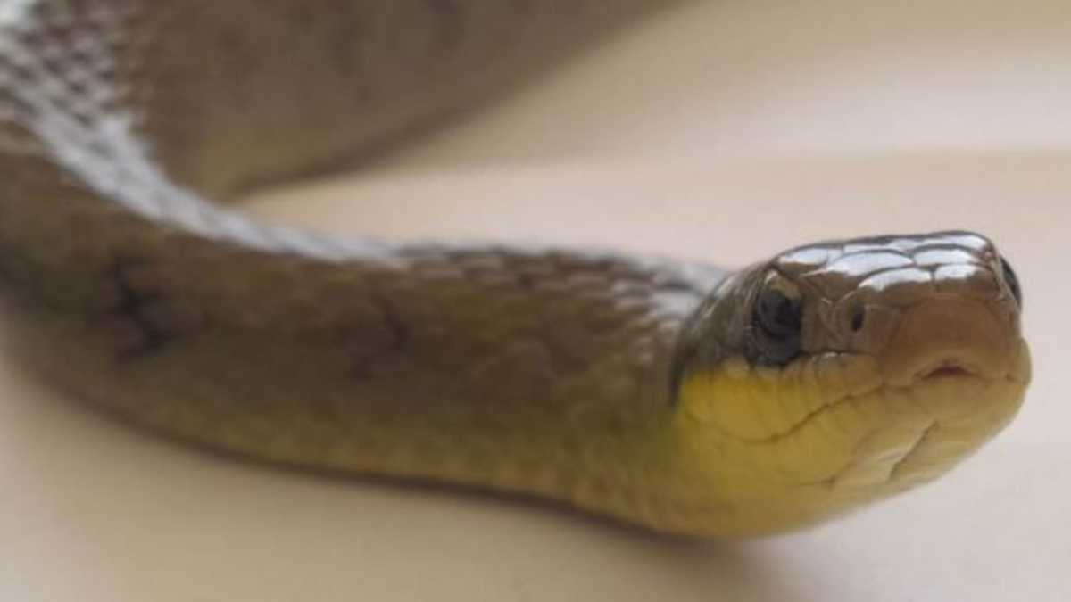 Serpiente, no vista hace 10 años en Bogotá, fue encontrada por los biólogos de las obras del metro.