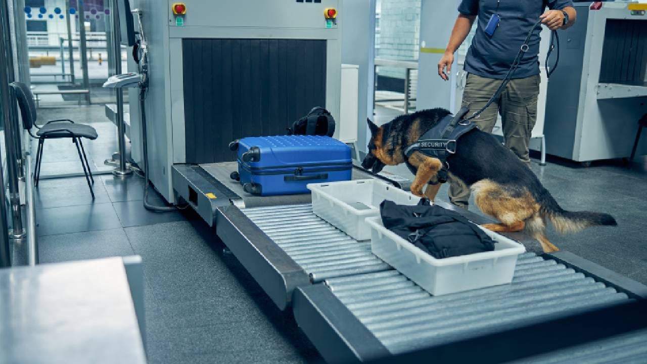 Imagen de referencia: oficial y perro de detección inspeccionando equipaje en el aeropuerto.
