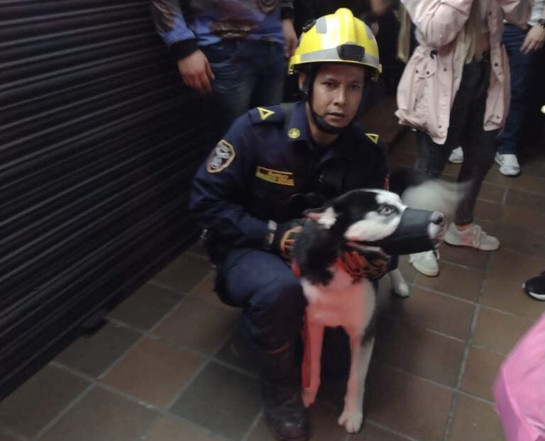 Cuatro bomberos adelantaron el rescate de la mascota en Sabaneta