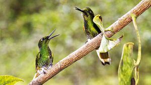 Boissonneaua flavescens. Colibrí colohabano,