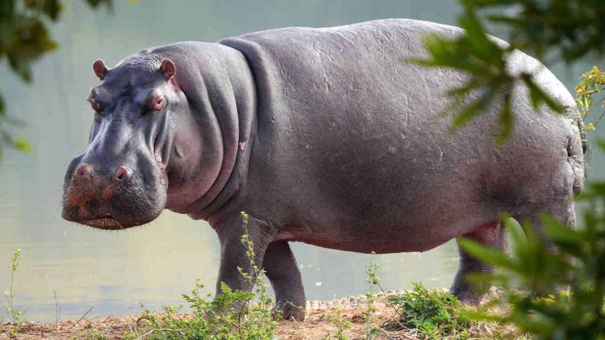 Los hipopótamos sin extremadamente territorialistas, por lo que si ven amenazada su hábitat es posible que ataquen para defender su territorio. Foto: Pixabay - Colombia hoy. 