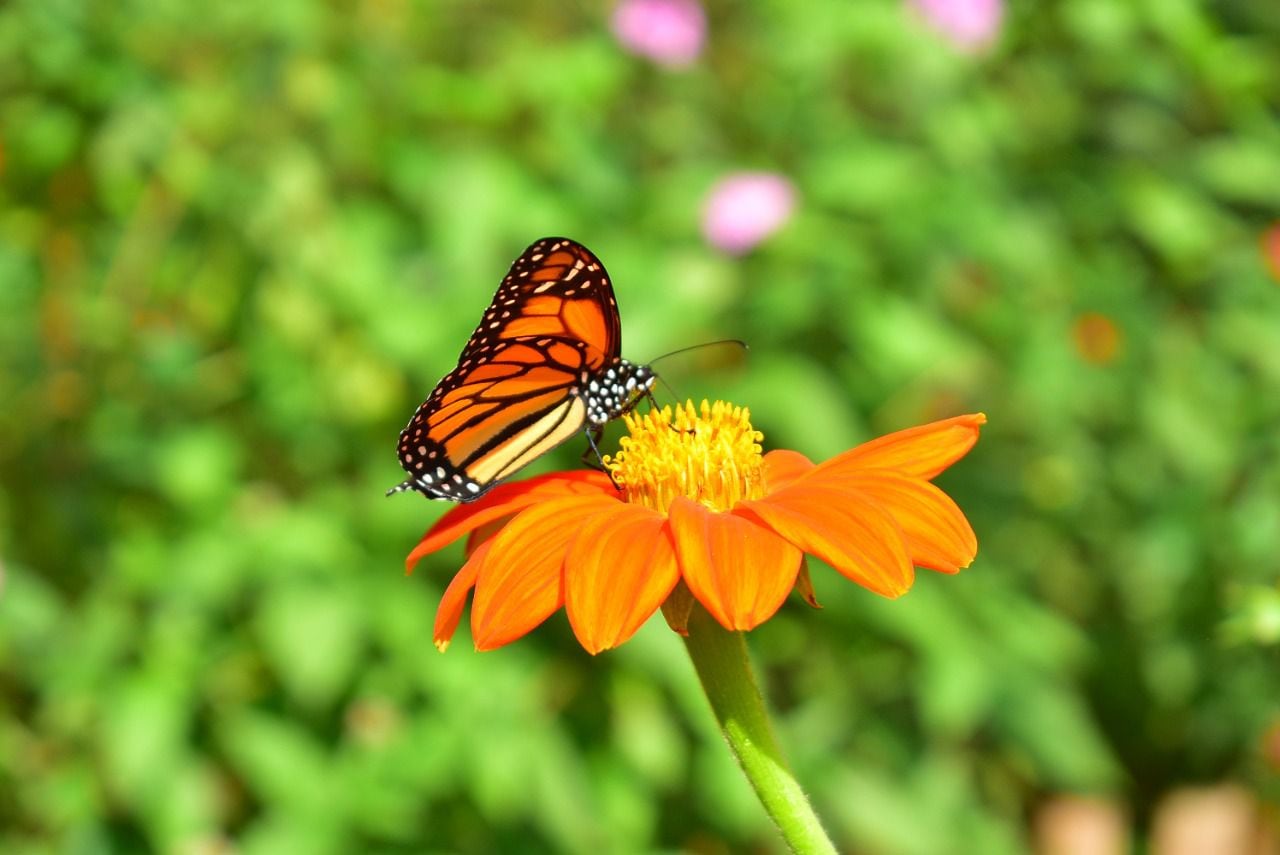 Danaus pelxippus. Es la mariposa monarca más popular de México y una de las más famosas del mundo. Su migración desde Estados Unidos hasta México es considerada uno de los espectáculos naturales más bellos. A los adultos se les puede encontrar sobrevolando claros y bordes de bosque, donde visitan diferentes flores para alimentarse. Jardín Botánico del Quindío