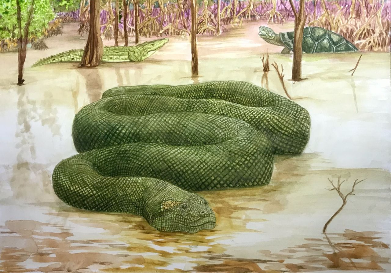 Esta serpiente pesaba más 1.000 kilogramos y medía hasta 15 metros de largo.
