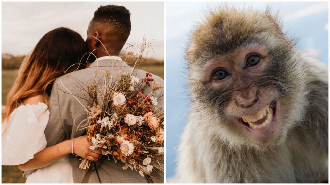 Novia compartió momento en que sesión de fotos fue interrumpida por un mono (imágenes de referencia).