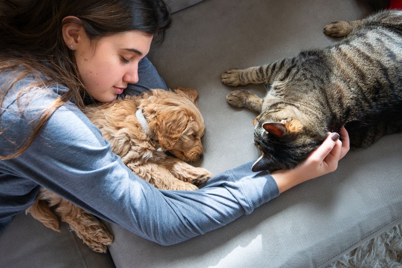 ¿Qué enfermedades se pueden desarrollar por dormir con perros o gatos?