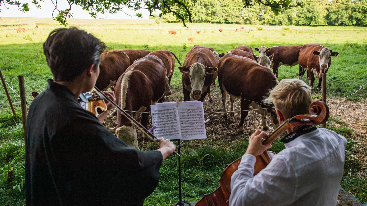 A herd of cows gathers as cellist Jacob Shaw (R) and violinist Roberta Verna (L) play a concert of classical music on June 15, 2021, in Stevns, Denmark. - In Stevns, in the countryside south of Copenhagen, Jacob Shaw, a cellist and the head of a music school, comes to play with other musicians to a herd of cattle. Unable to perform during the pandemic, he turned to this unusual audience. The experience was so enjoyable that he continues it even after the reopening of the theaters. (Photo by Jonathan NACKSTRAND / AFP)