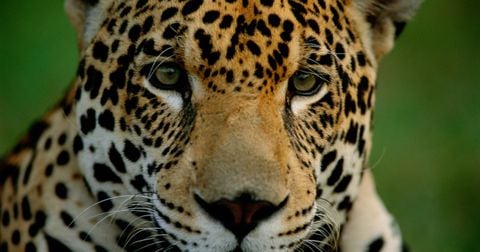 Solo quedan 64.000 jaguares en vida silvestre en Latinoamérica.