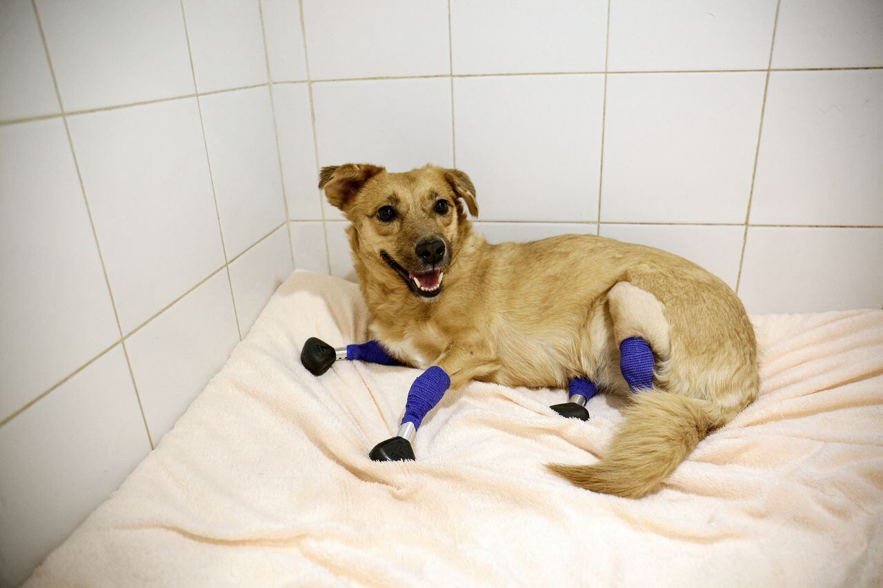 La perrita rusa recibió cuatro prótesis de titanio en sus patas