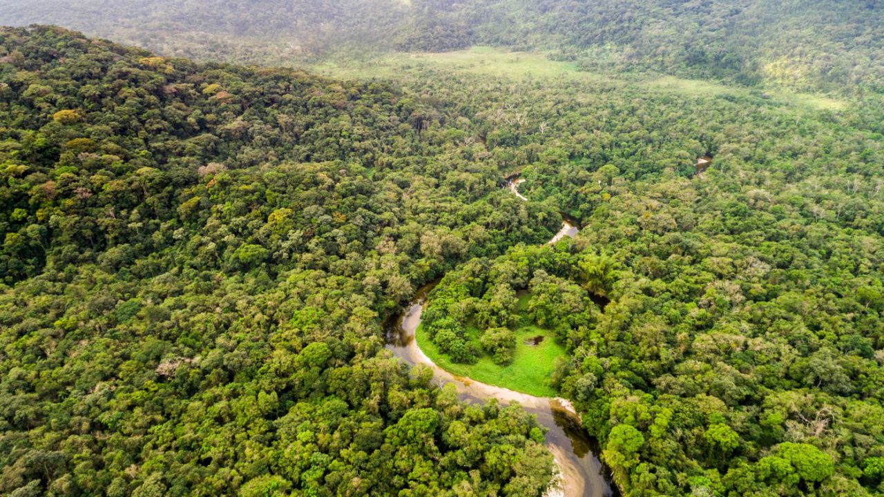 El proyecto del Banco Popular con Amazonía Emprende consiste en la siembra de 3.316 árboles en la Escuela Bosque, un área de casi 30 hectáreas en Florencia, Caquetá.