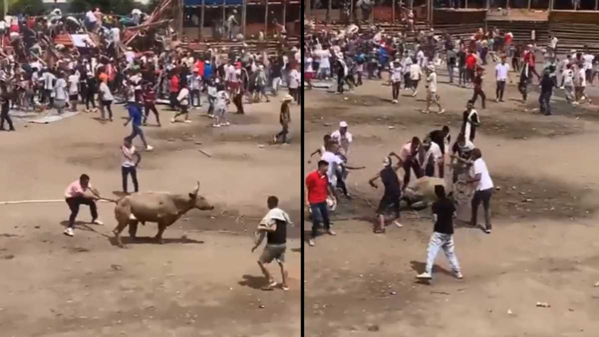 Toro asesinado en Espinal, Tolima