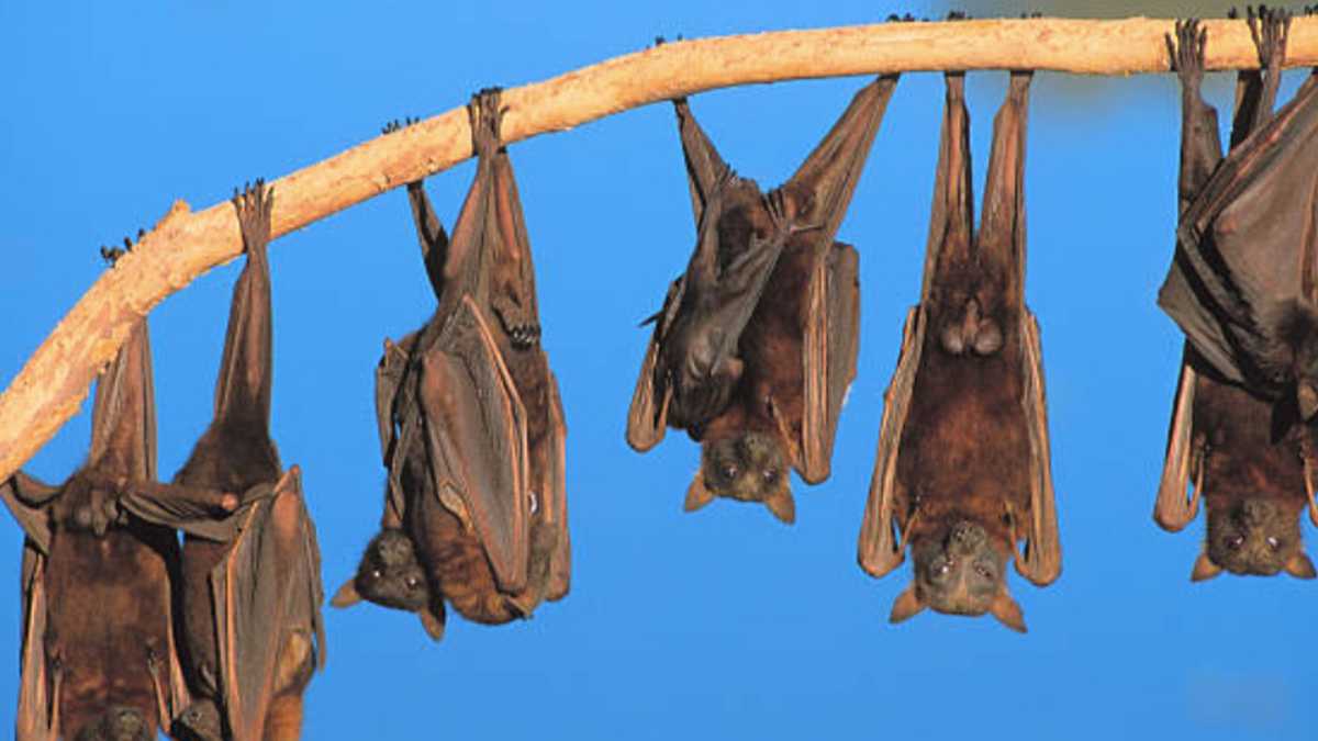 Investigadores chinos hallan nuevos coronavirus en murciélagos: ¿qué  implica esto?