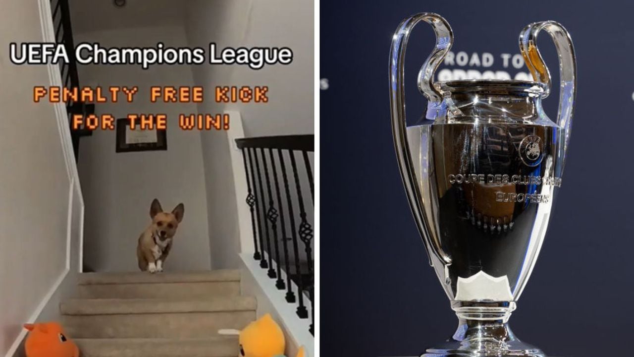 Perro predice el campeón de la Champions.