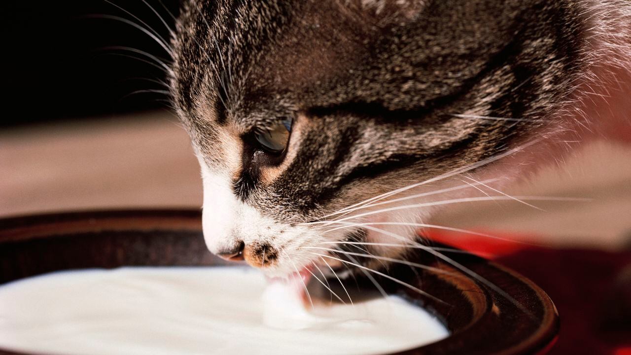 gato tomando leche
