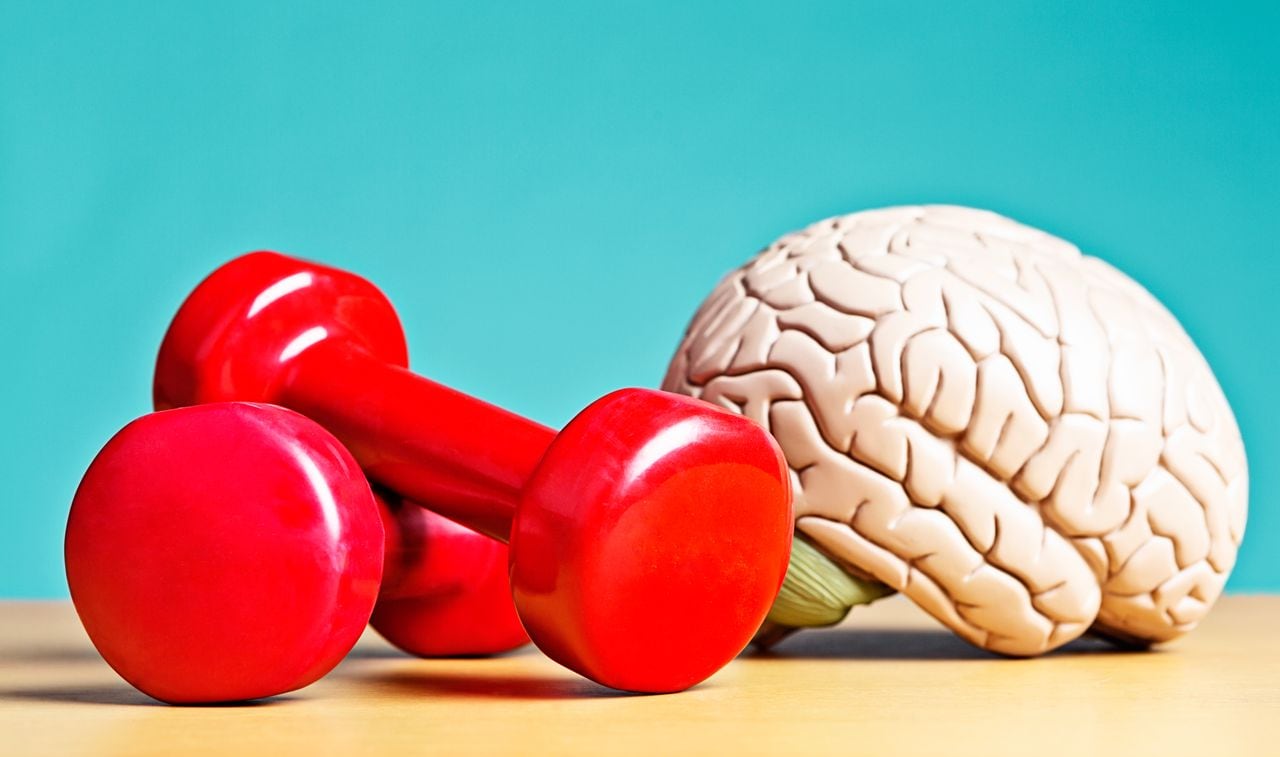 A model brain sits next to exercise weights. Metaphor for heavyweight intellects, or a reminder that exercise helps your circulation, so as well as keeping your body fit, it also keeps you mentally active. Double bonus!