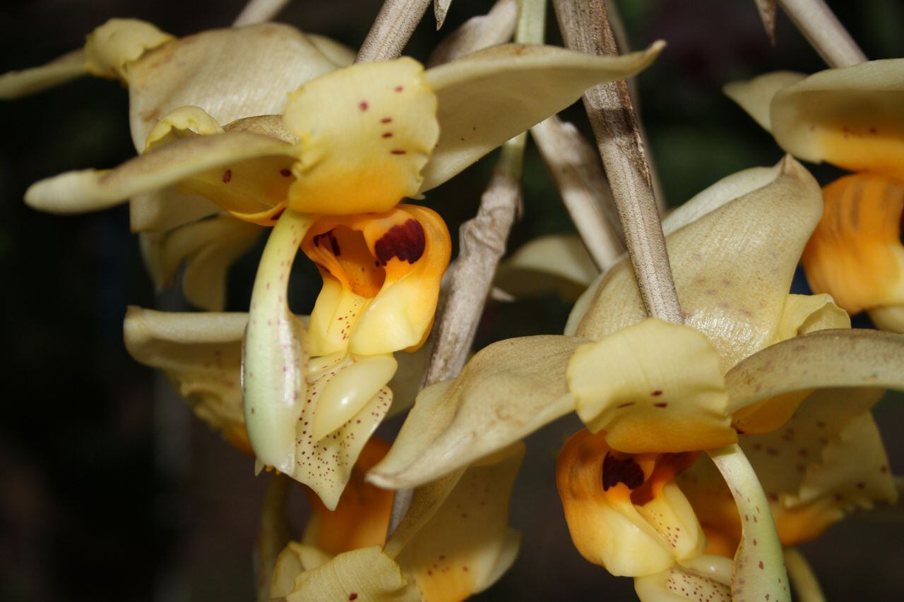 Exposición Nacional de Orquídeas