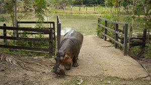 18 February 2021, Colombia, Puerto Triunfo: Hippo lady Vanessa comes out of her pond at the "Hacienda Nápoles". The hippos, which the drug lord Pablo Escobar once brought to Colombia, have multiplied so much that the country is looking for a solution for the animals. (to dpa "Where hippos are pets: Pablo Escobar's legacy in Colombia") Photo: Luis Bernardo Cano/dpa (Photo by Luis Bernardo Cano/picture alliance via Getty Images)