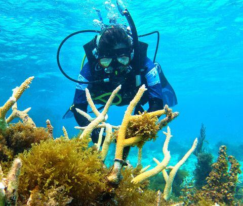 El proyecto ‘Corales de paz’ arrancó en 2016 como una iniciativa para promover la ciencia ciudadana, el turismo especializado y el buceo responsable.