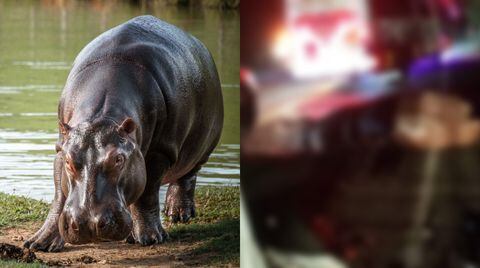 Hipopótamo murió en fuerte accidente en Antioquia.