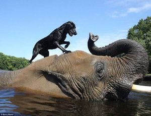 El amor por el agua unió en una singular relación a Bubbles, un elefante de 9 mil libras, y Bella, una labrador retriever. Pasan horas nadando y jugando en un río.Foto: Tomada de dogvacay.com
