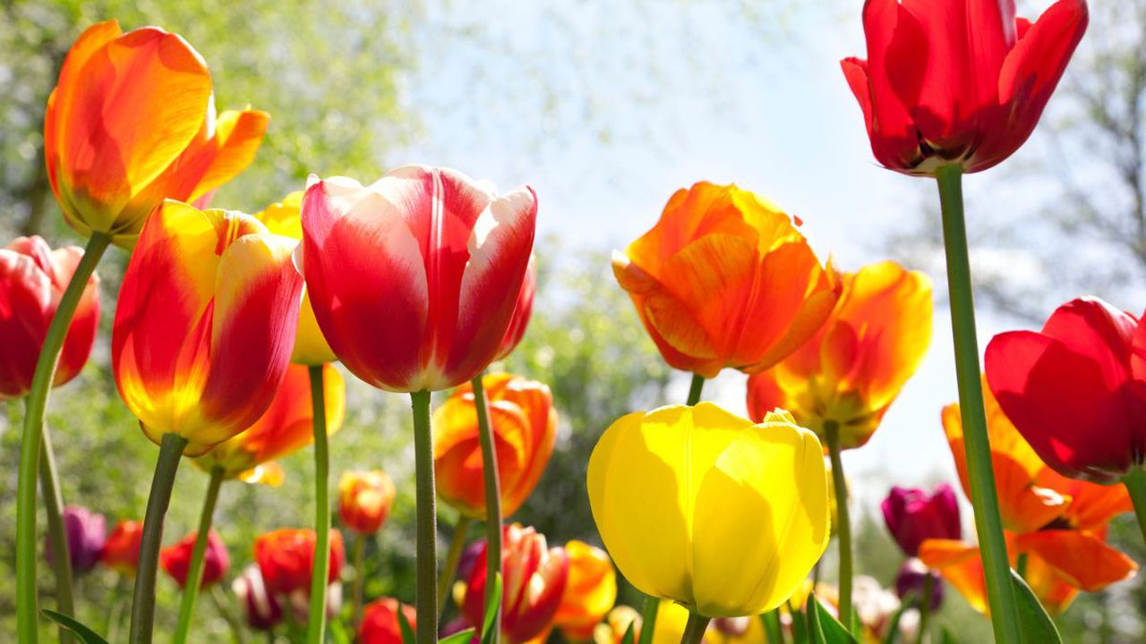 Significado del florecimiento de los tulipanes.