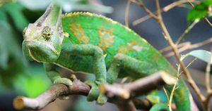 Los lagartos son uno de los animales más traficados en redes. Foto: DW
