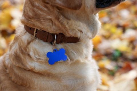 En la decisión de elegir un nombre para su perro, la brevedad puede ser clave. Los nombres cortos ofrecen una solución práctica y estilística para este importante aspecto de la propiedad de una mascota.