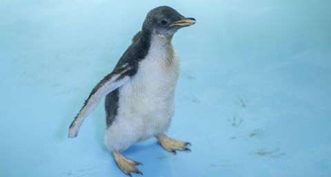 Pingüino gentoo nacido en México
