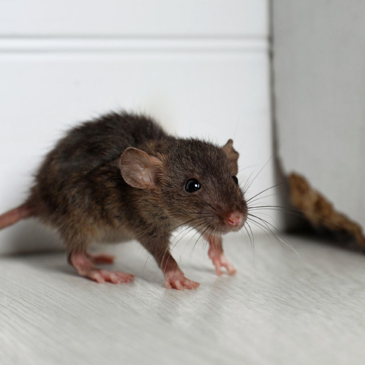 Cómo eliminar las ratas de mi casa de forma rápida y casera?