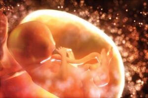 Human fetus in the womb. Digitally generated image.