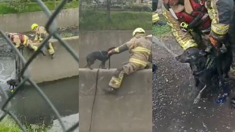 Los bomberos de Bogotá rescataron a un perro que cayó en un canal de aguas  negras en el barrio Garcés Navas.