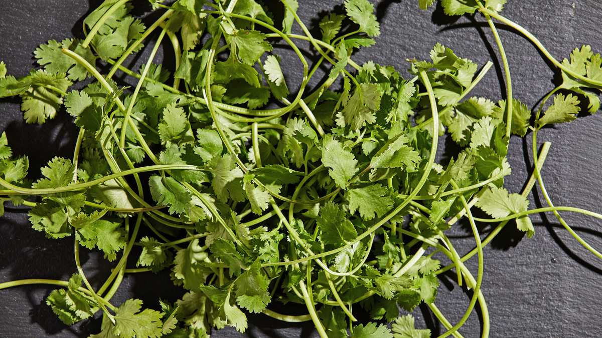 Beneficios del cilantro